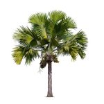 Washingtonia robusta