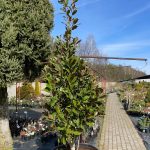 Magnolia wielkokwiatowa (Magnolia grandiflora)